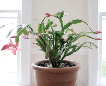 Winter cacti hard to name, easy to grow